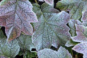 Natural Science, Small depth of sharpness, frost on plants Natural Science, Small depth of sharpness, frost on plants